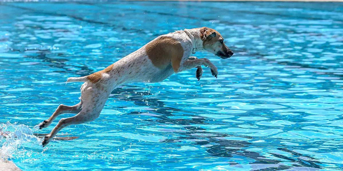 Dog Wetsuits