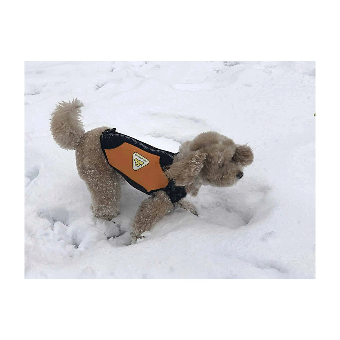 Dog Wetsuit Small Sizes | CRESSI DOG Swimcore