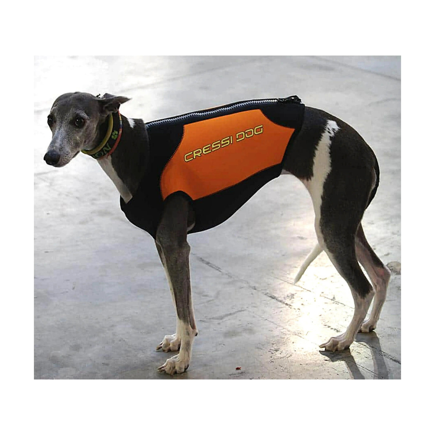 Dog Wetsuits Medium Sizes | CRESSI DOG 1 Swimcore