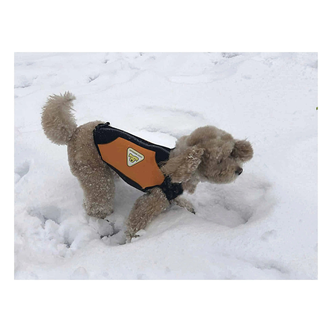 Dog Wetsuits Medium Sizes | CRESSI DOG 1 Swimcore